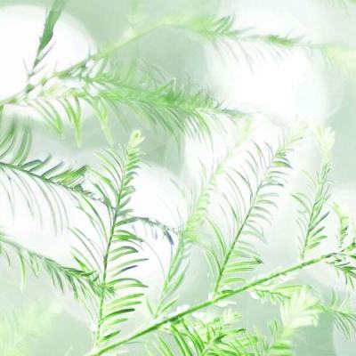 无限吃鸡手游公益服(暂未上线)v1.0.1.1 安卓sf版